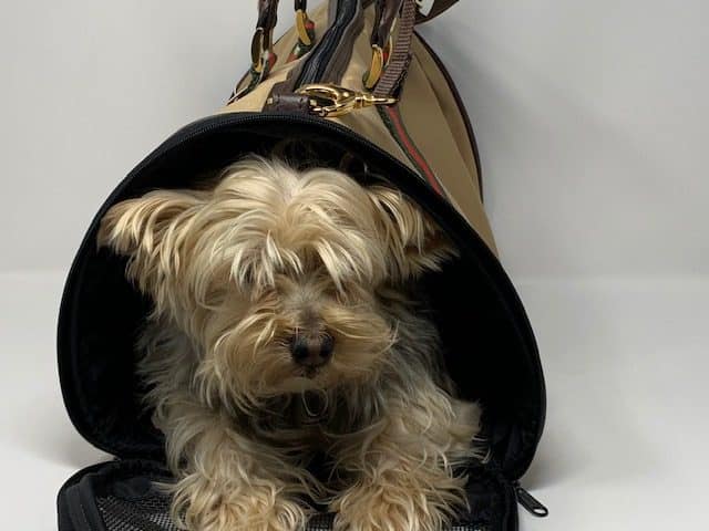 Duffel Khaki Dog Bag with Designer Stripe image 1