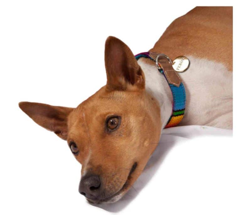 Artisan Maya Dog Collar image 0