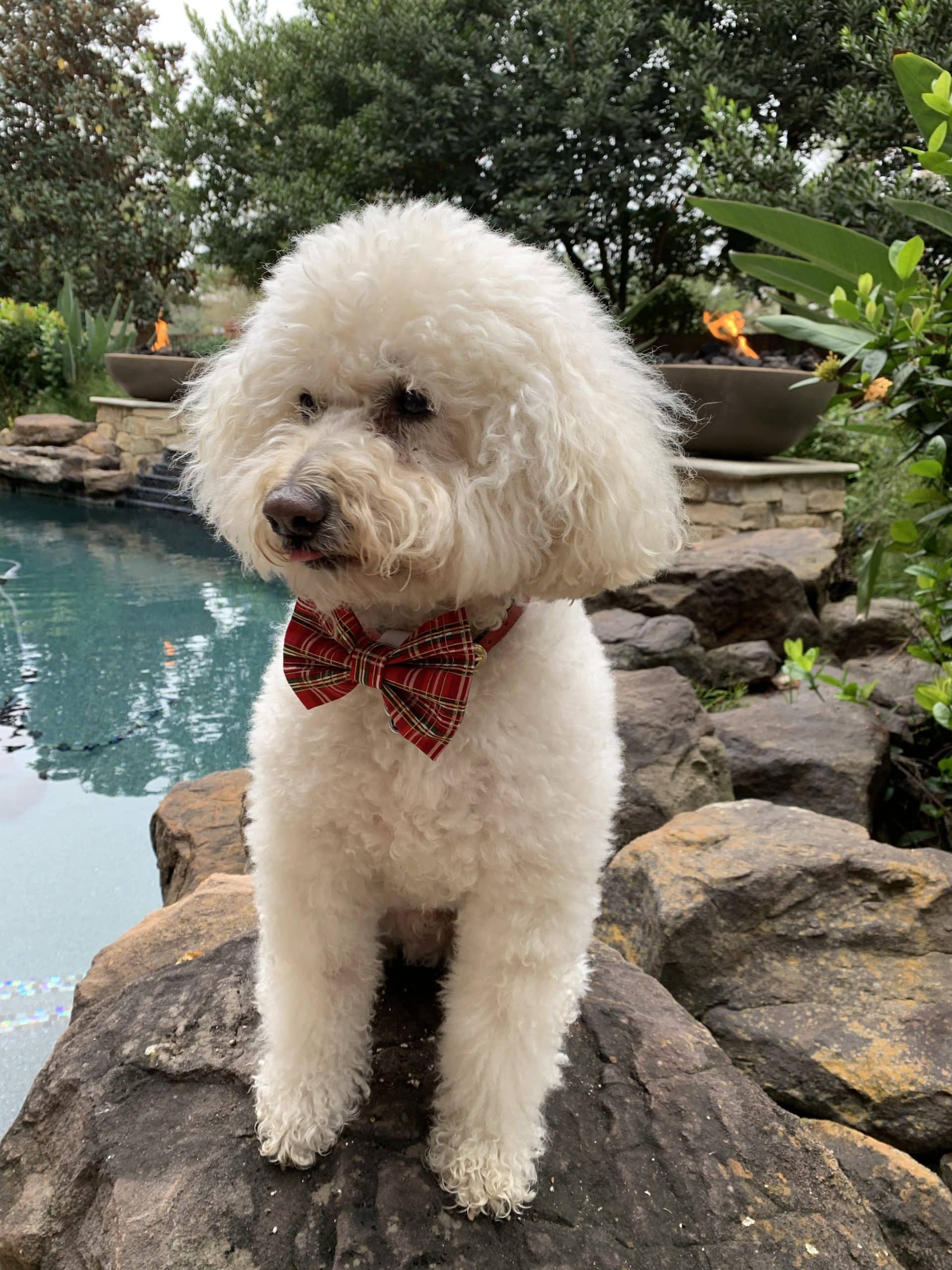 Traditional Plaid Dog Bow Tie image 0